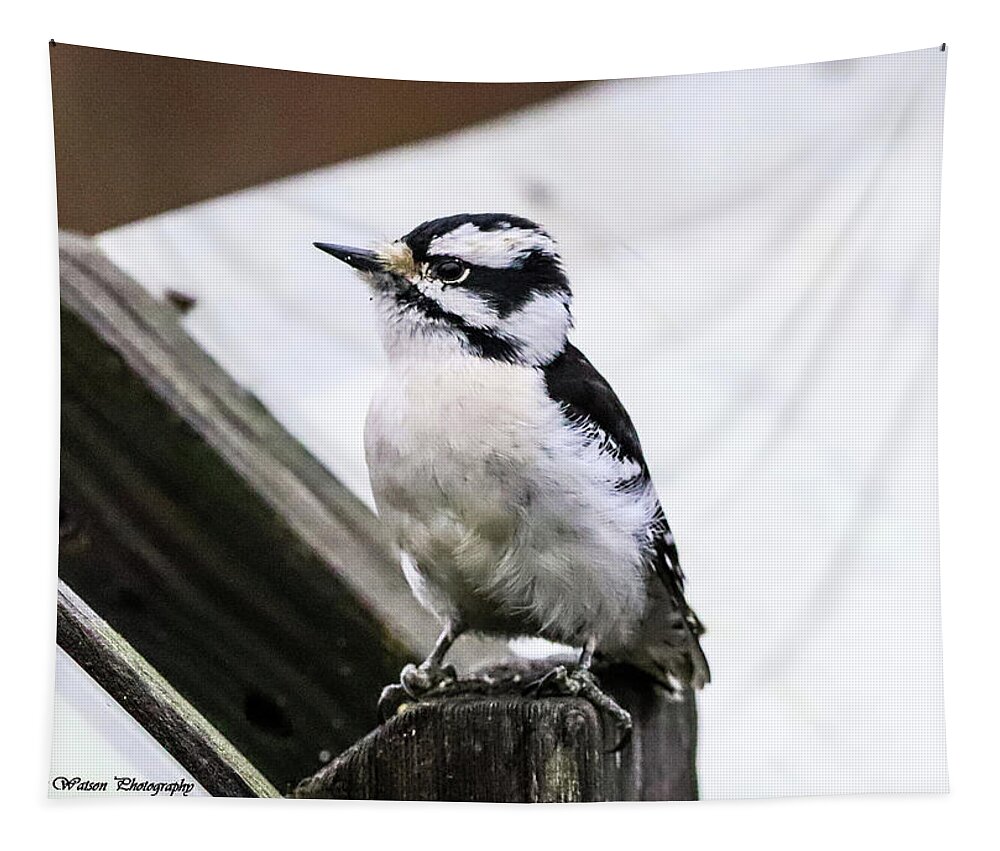 Woodpecker Tapestry featuring the photograph Downy Woodpecker by Tahmina Watson