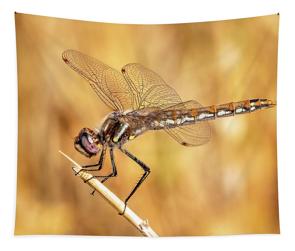 Dragonfly Tapestry featuring the photograph Dragonfly by James Sage