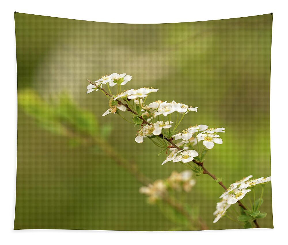 Flowers Tapestry featuring the photograph Dreamy white flowers by Average Images
