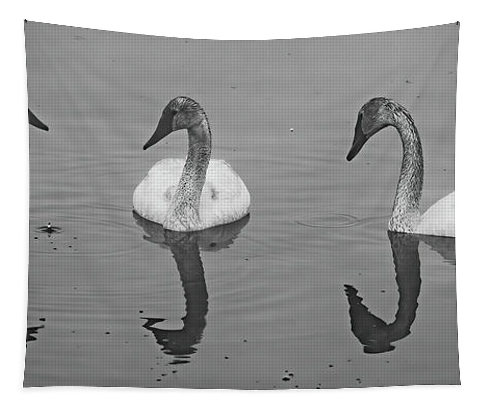#yellowstone #swans #trumpeter #blackandwhite #bw #birds #water Tapestry featuring the photograph Drop Something? by Patrick Nowotny