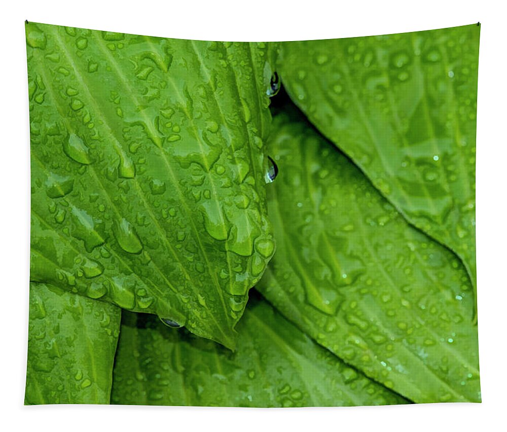 Raindrops Tapestry featuring the photograph Drops On Green by Cathy Kovarik