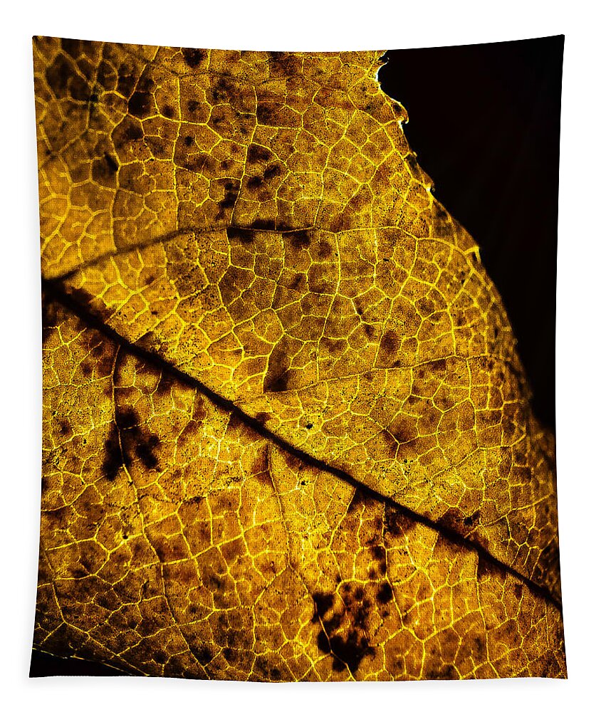 Leaf Tapestry featuring the photograph Dry leaf. by Silvia Marcoschamer