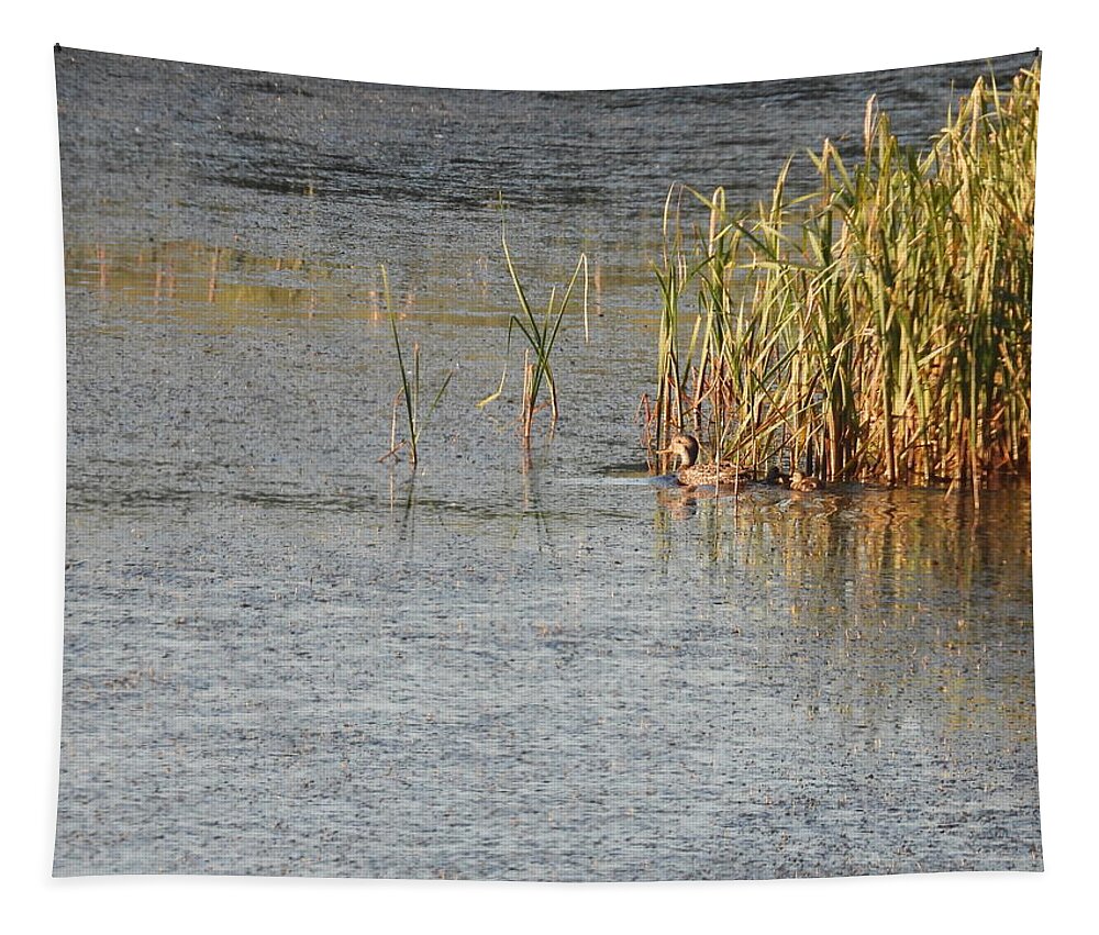 Duck Tapestry featuring the photograph Duck And Ducklings by Amanda R Wright