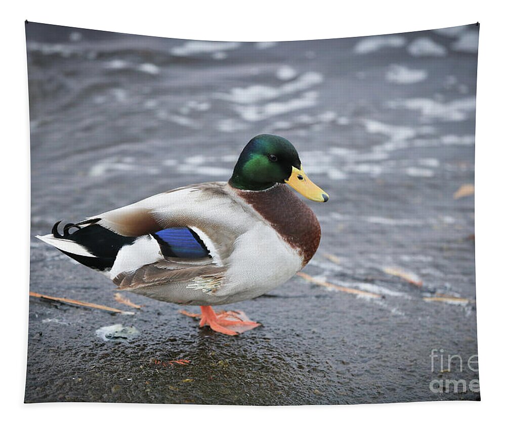 Duck Tapestry featuring the photograph Duckly by Mina Isaac