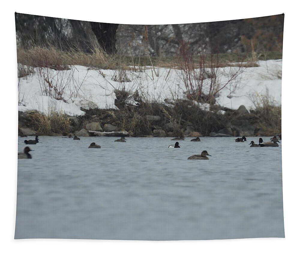 Spring Tapestry featuring the photograph Ducks On The Water by Amanda R Wright