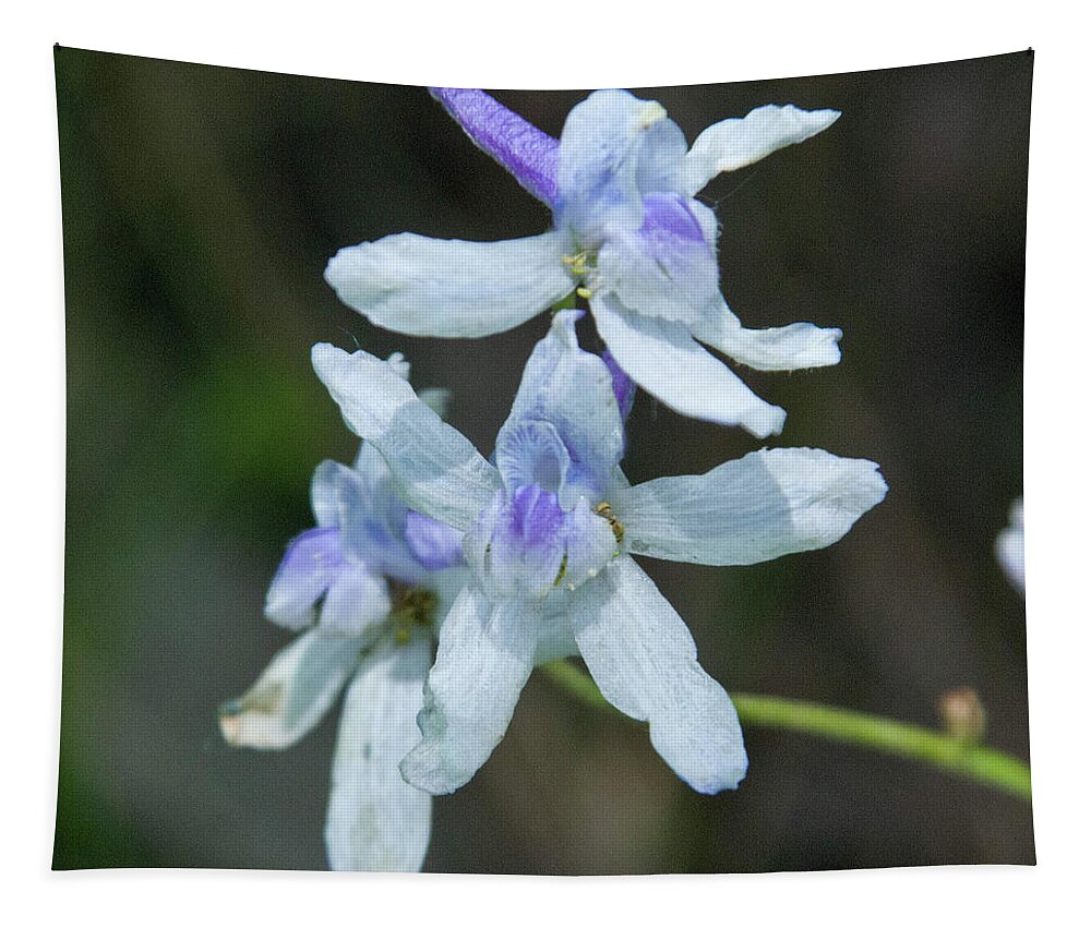 Dwarf Larkspur Tapestry featuring the photograph Dwarf Larkspur Elegance by Cascade Colors
