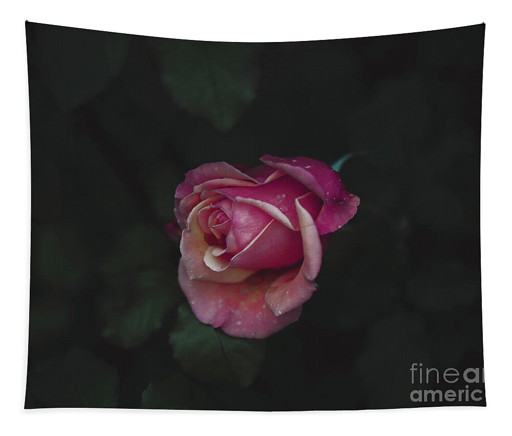 Pink Rose Rose Petals Tapestry featuring the photograph Dying Love by Abigail Diane Photography