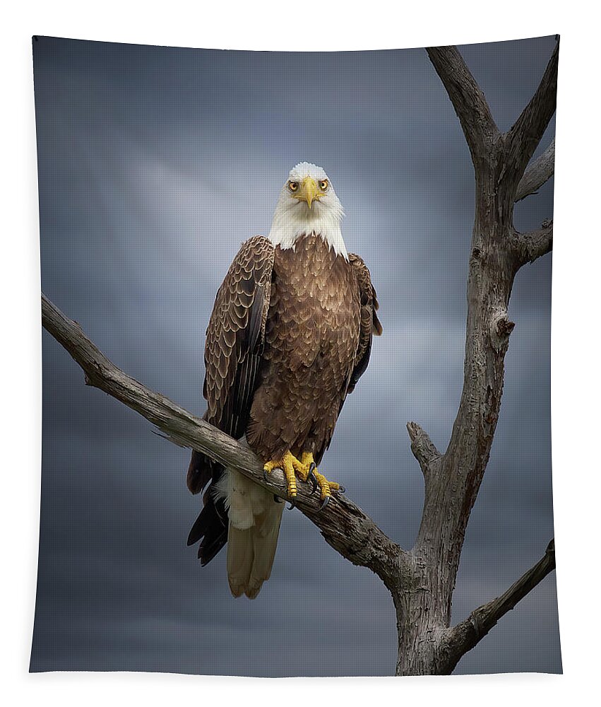Eagle Tapestry featuring the photograph Eagle Storm by Mark Andrew Thomas