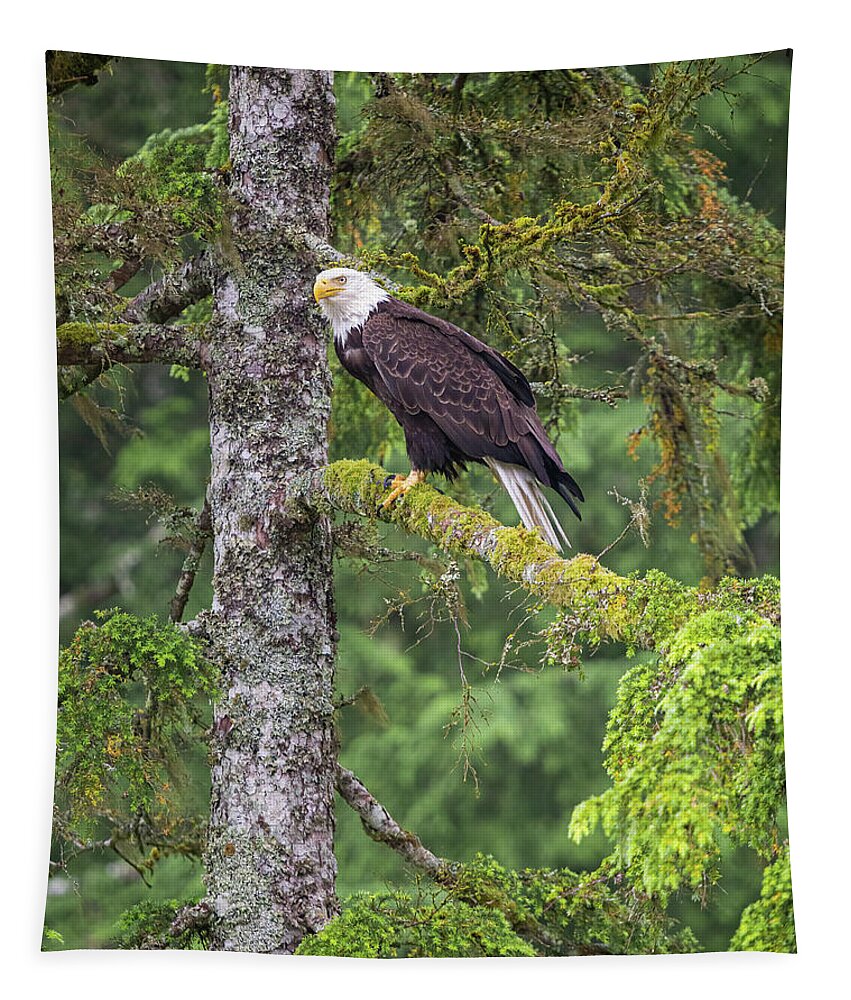 Eagle Tapestry featuring the photograph Eagle Tree by Michael Rauwolf