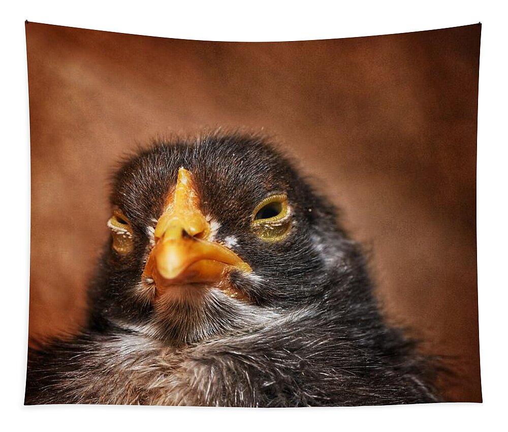 Chick Tapestry featuring the photograph Early Morning by Joseph Caban