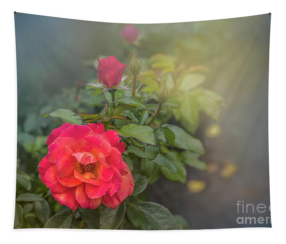 Rose Tapestry featuring the photograph Early Morning Roses by Shelia Hunt
