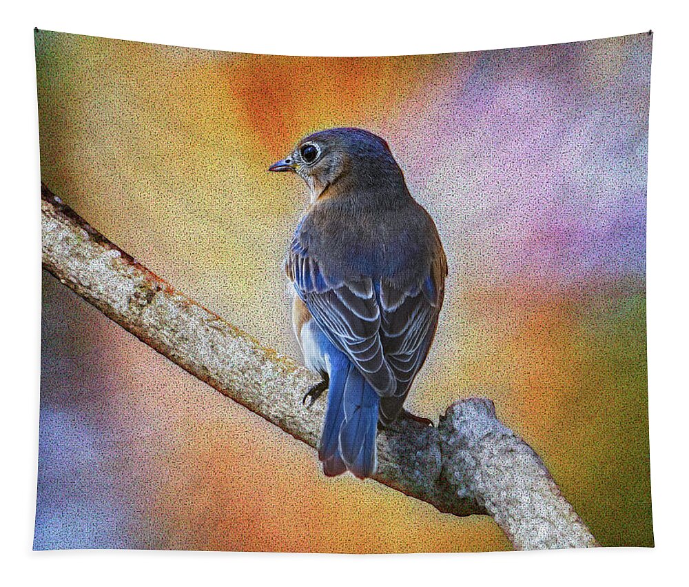 Bluebird Tapestry featuring the photograph Eastern Bluebird by Sandra Rust