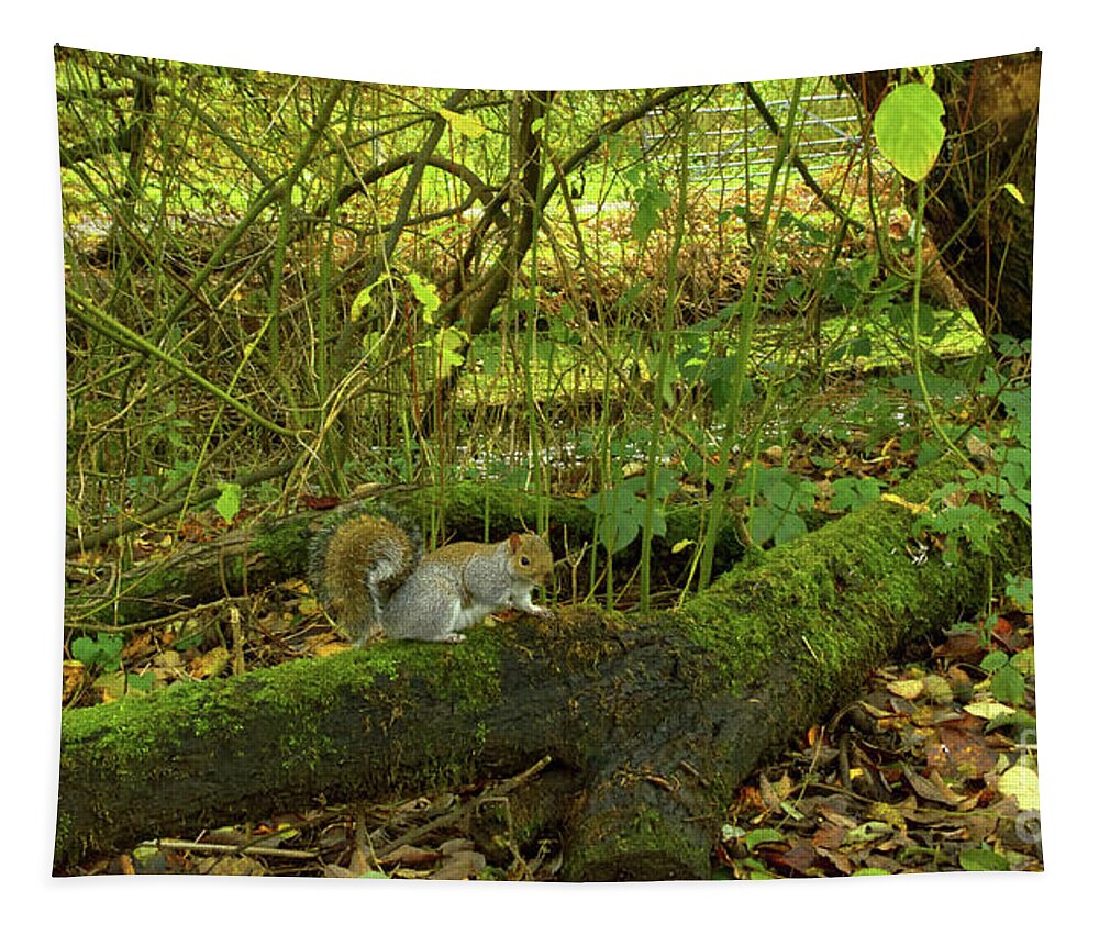 Grey Squirrel Tapestry featuring the photograph Eastern grey squirrel-Alkington Woods, Manchester, UK by Pics By Tony
