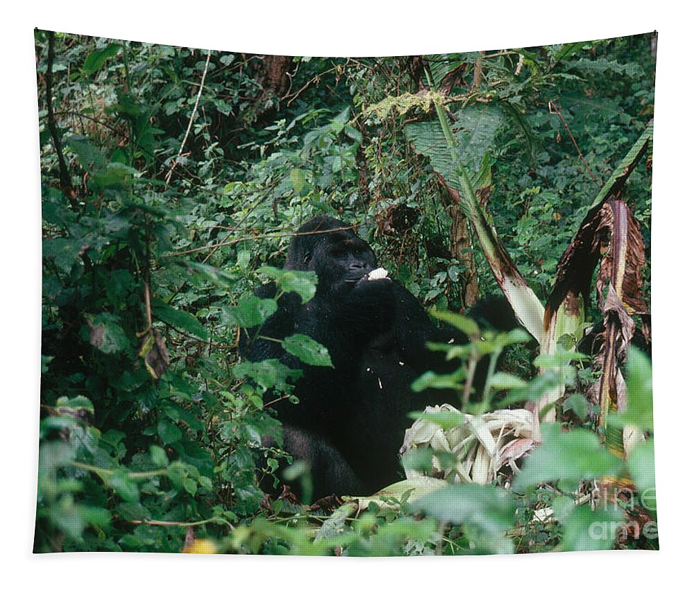Africa Wildlife Tapestry featuring the photograph Eastern Lowland Gorilla by Eric Hosking