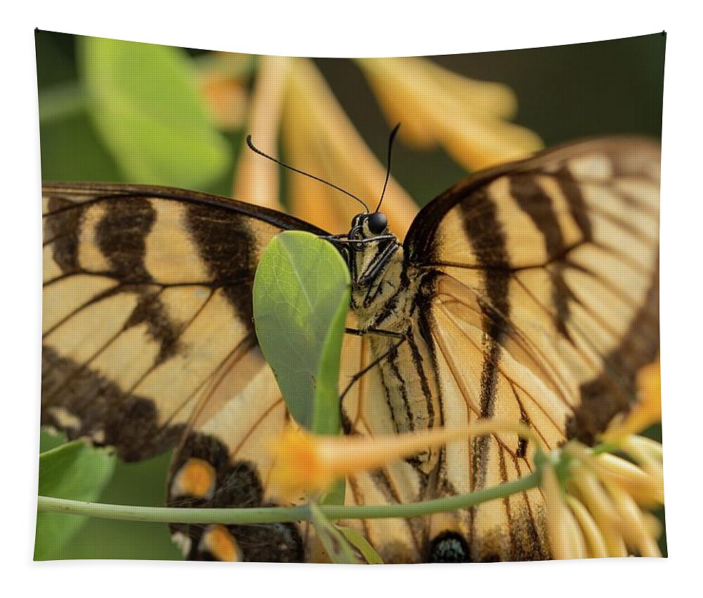 Eastern Tapestry featuring the photograph Eastern Tiger Swallowtail in the Honeysuckle by Liza Eckardt