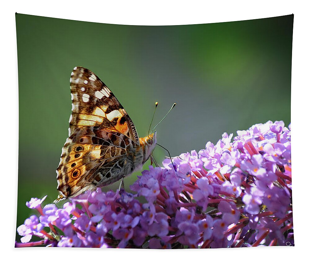 Butterfly Tapestry featuring the photograph Eating Dinner by Joe Bonita