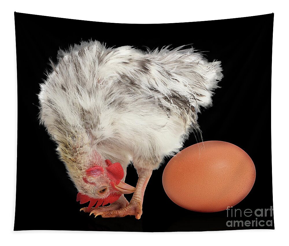 Serama Chicken Tapestry featuring the photograph Eggstraordinary too by Warren Photographic