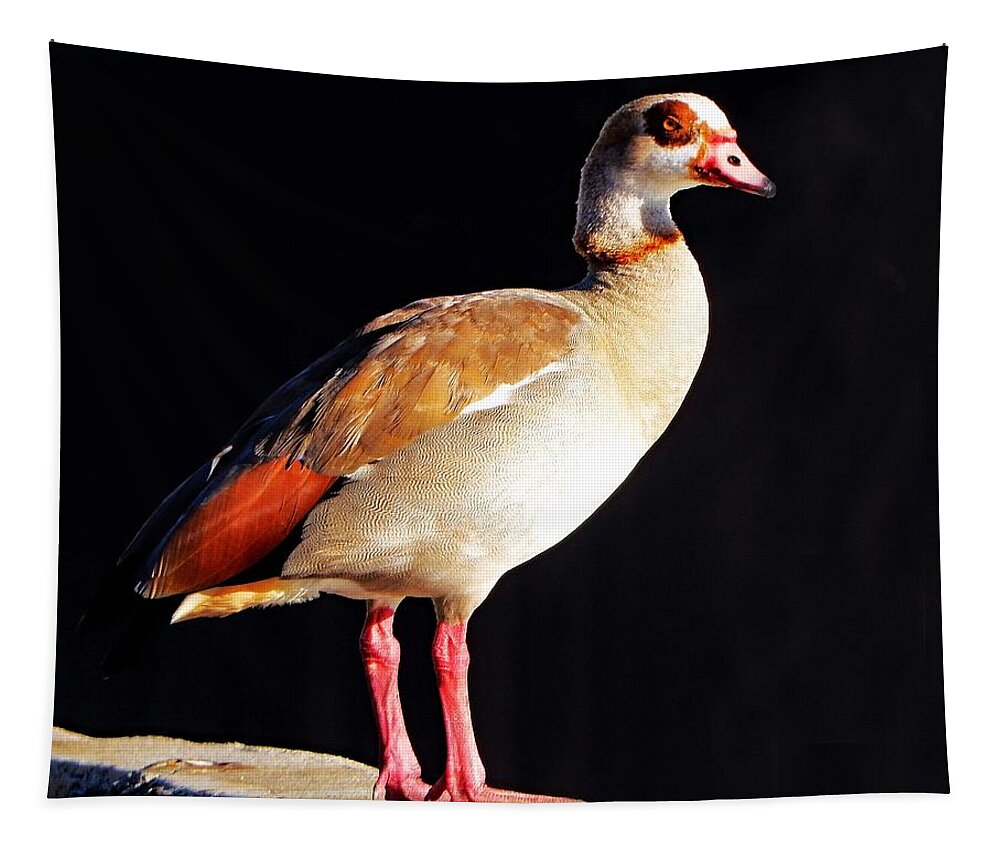 Bird Tapestry featuring the photograph Egyptian Goose Posing by Andrew Lawrence
