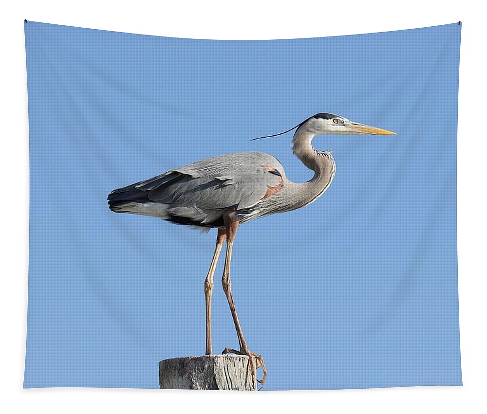 Great Blue Heron Tapestry featuring the photograph Elegant Great Blue Heron by Mingming Jiang
