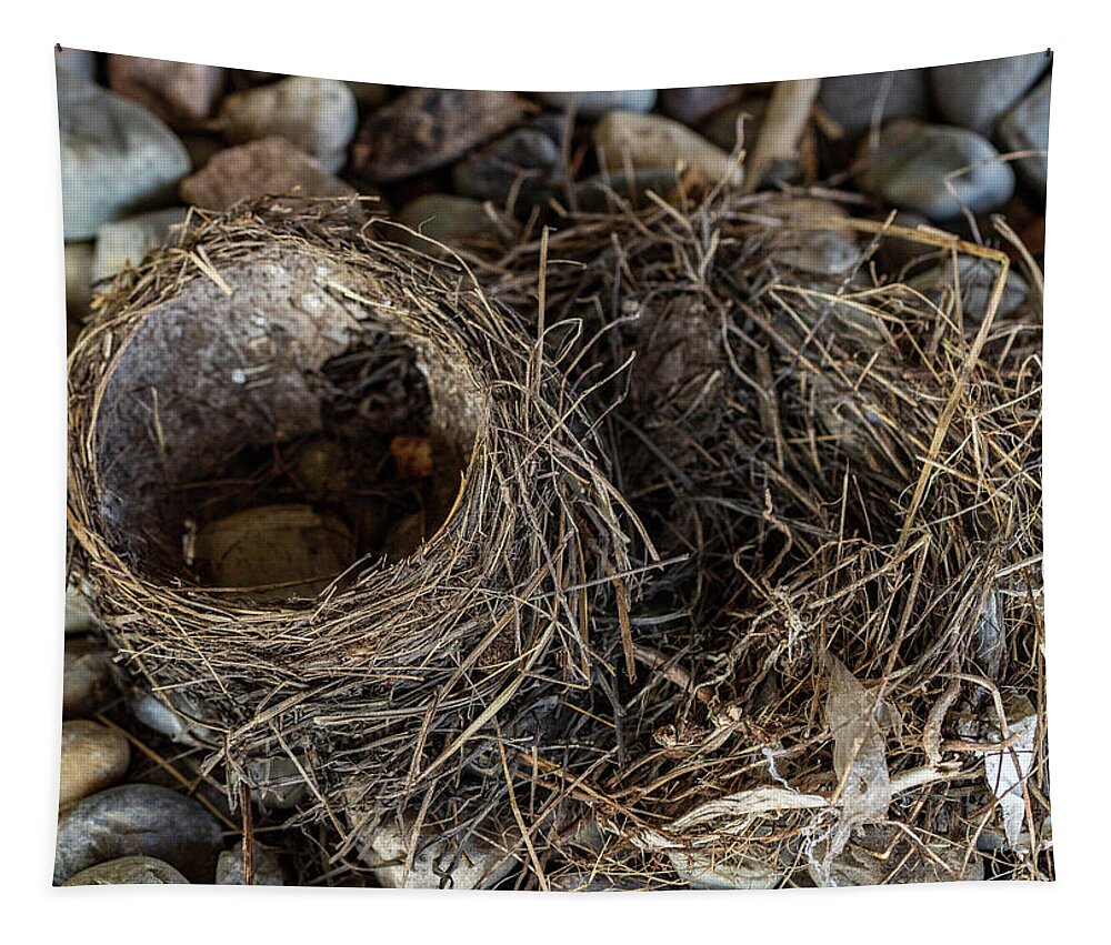 Animals Tapestry featuring the photograph Empty Nest - Wildlife Photography 2 by Amelia Pearn