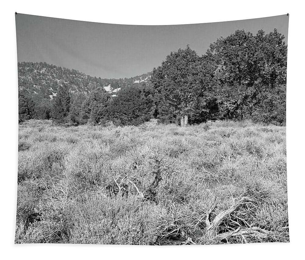 Endangered Plant Habitat Tapestry featuring the photograph Endangered Plant Habitat - Baldwin Lake Ecological Reserve California - Black and White by Ram Vasudev