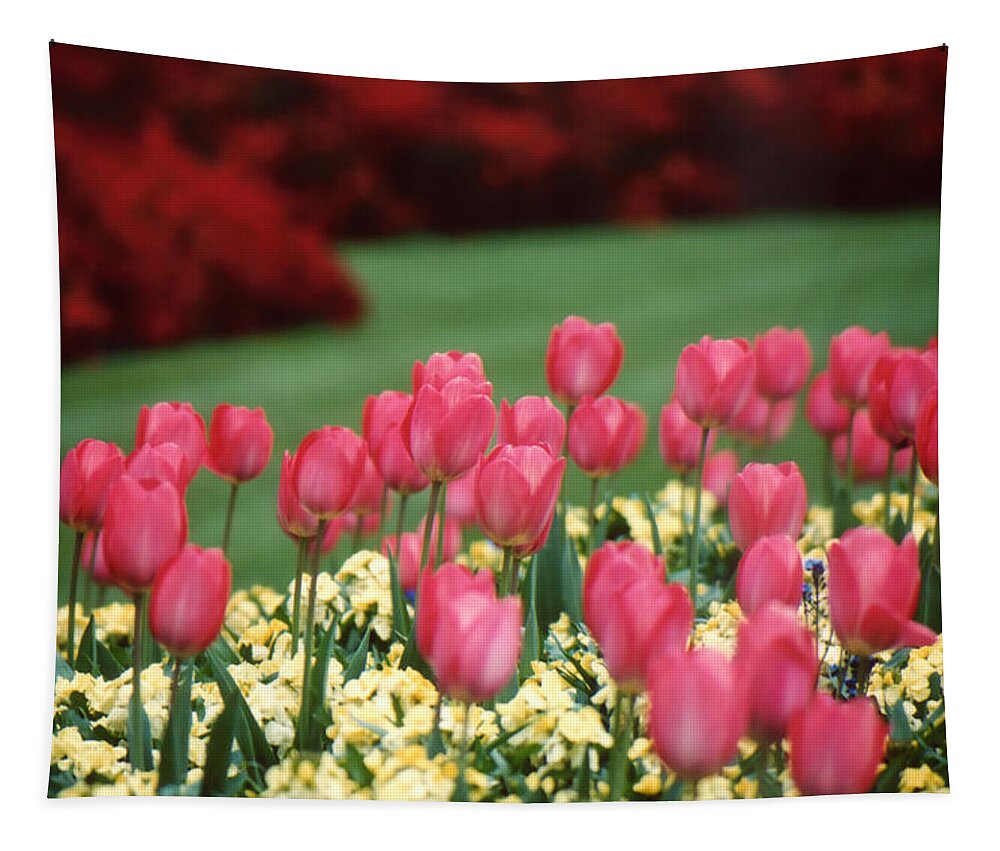 Tulip Tapestry featuring the photograph English Garden Tulips by Carolyn Ann Ryan