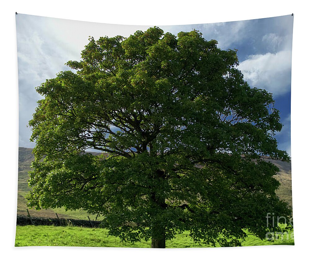 Oak Tapestry featuring the photograph English Oak Tree-Doves Stones Reservoir by Pics By Tony