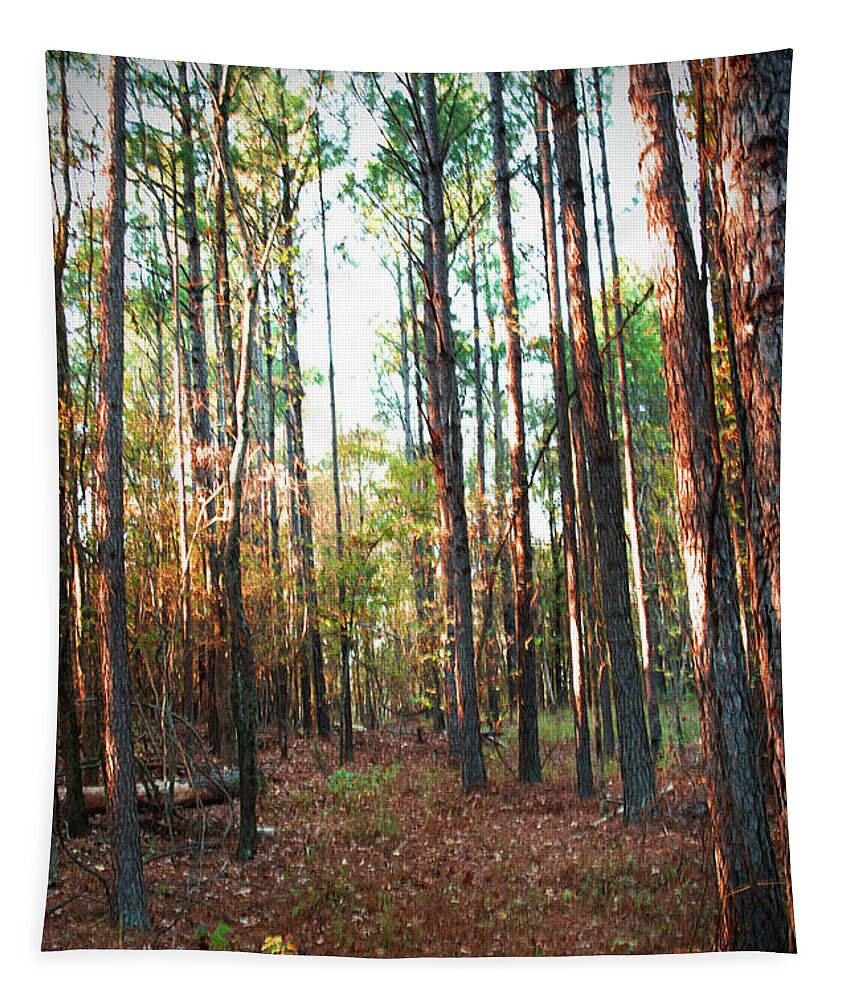 Woods Tapestry featuring the photograph Enter The Woods by Barry Jones