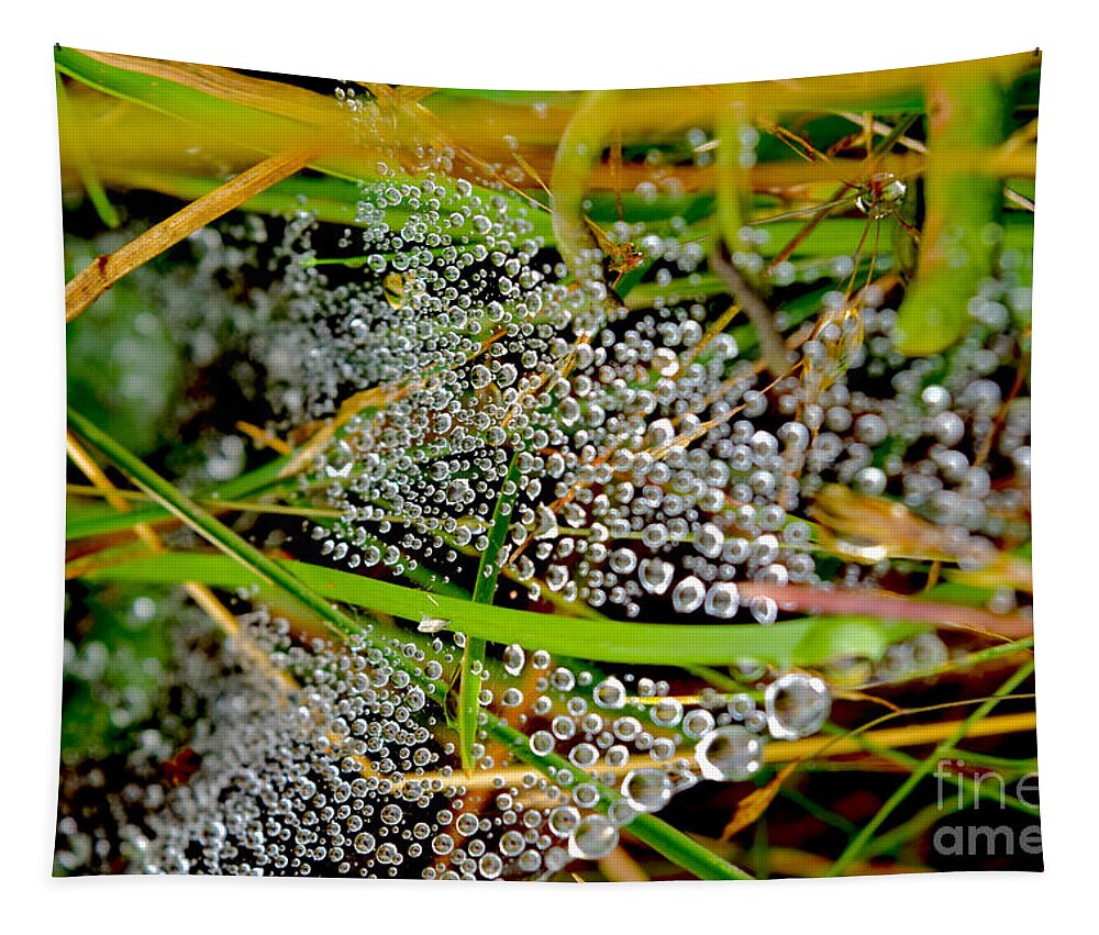 Dewdrops Tapestry featuring the photograph Ephemeral Dewdrops on Cobwebs by Debra Banks