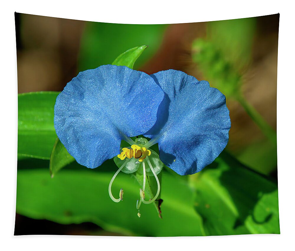 Spiderwort Family Tapestry featuring the photograph Erect Dayflower DFL1219 by Gerry Gantt