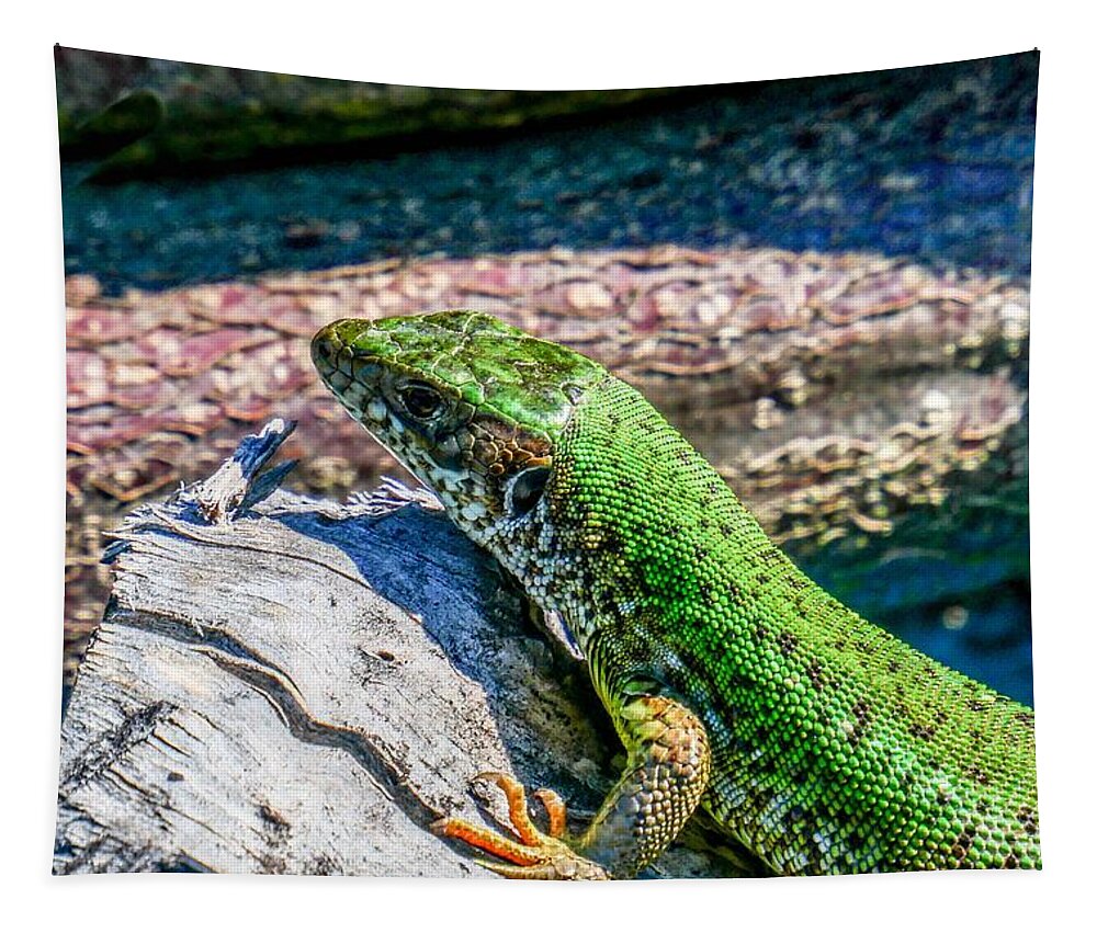 Szeplaky Tapestry featuring the photograph European green lizard by Pal Szeplaky