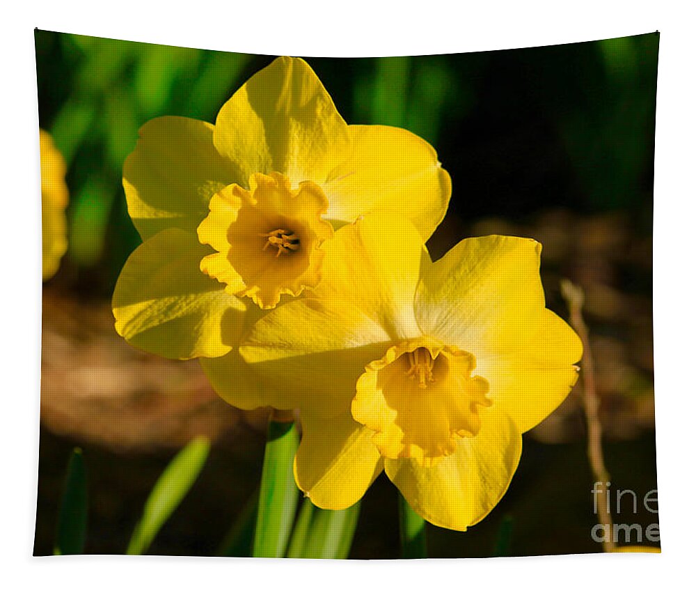 Daffodils Tapestry featuring the photograph Evening Daffodils by Tim Lent