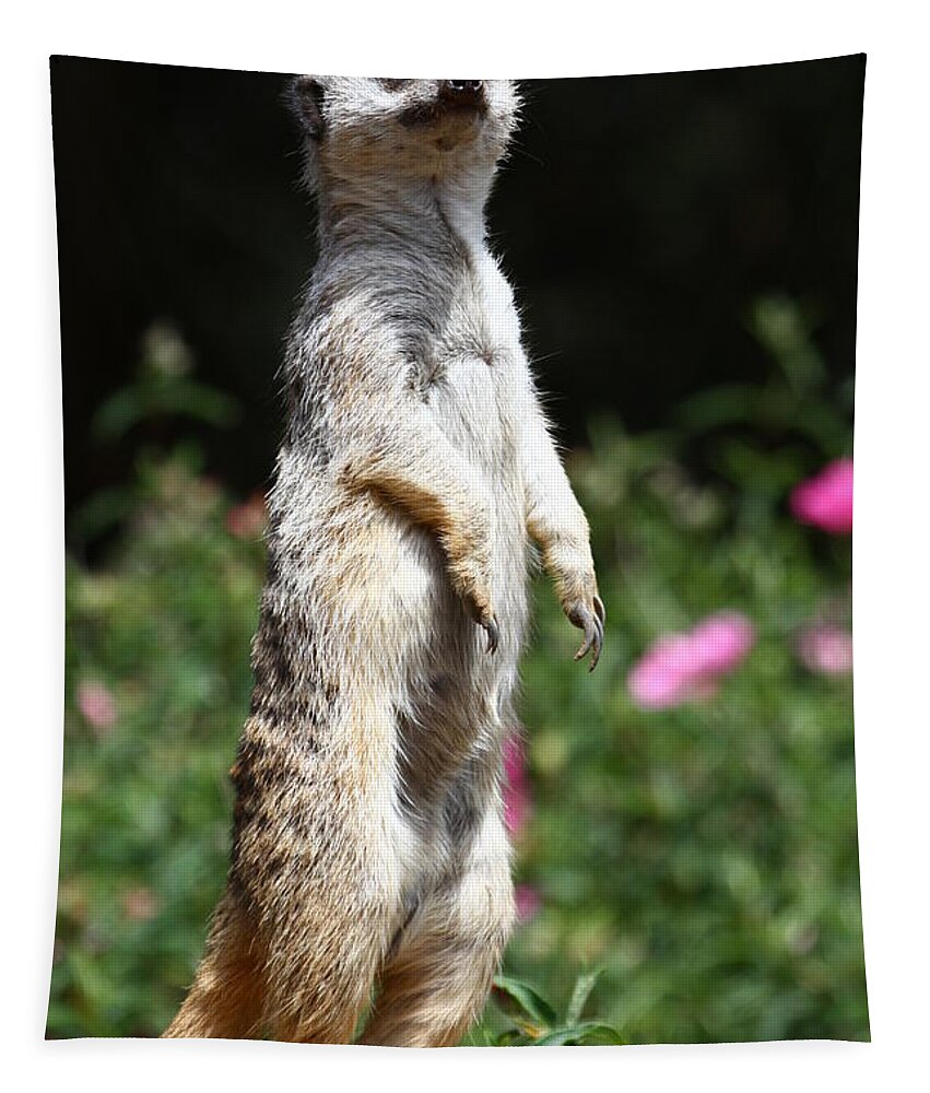 Meerkat Tapestry featuring the photograph Ever Watchful Meerkat by Tony Lee