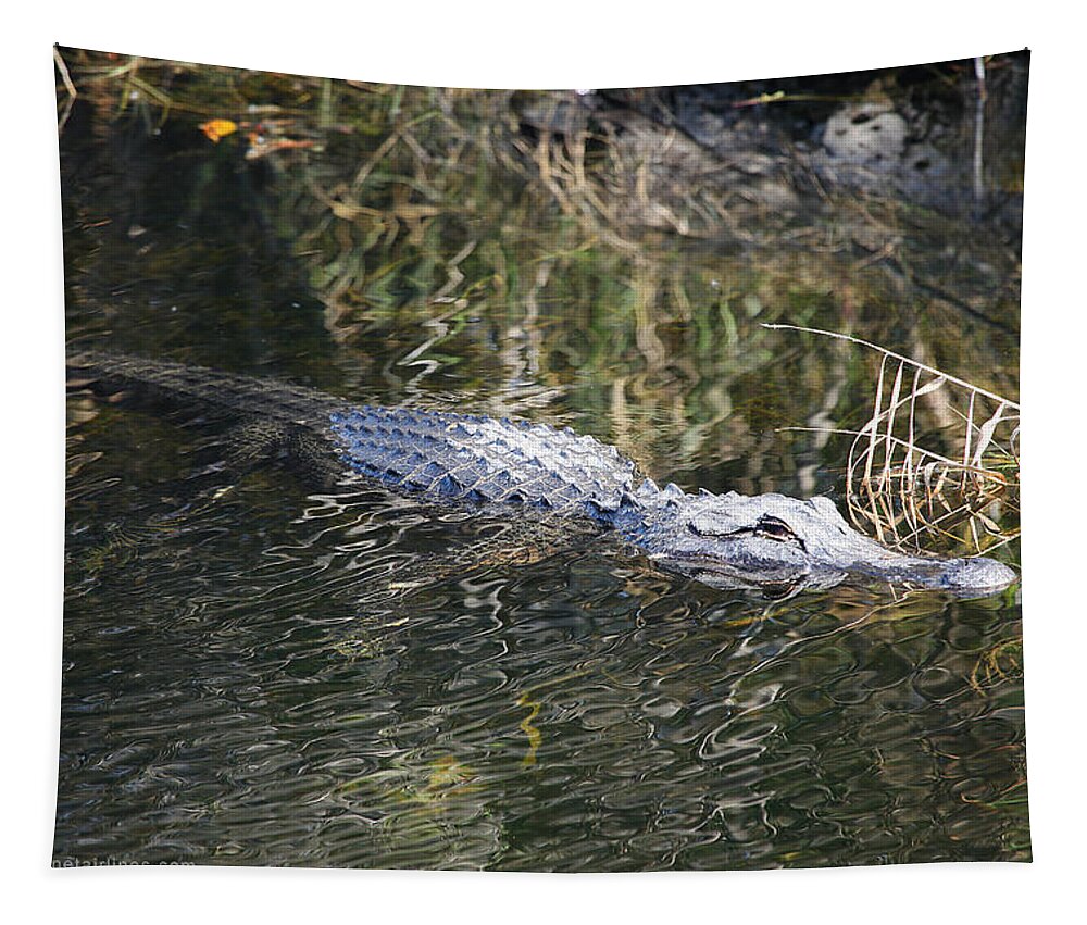 Alligator Tapestry featuring the photograph Everglades Alligator by Custom Aviation Art