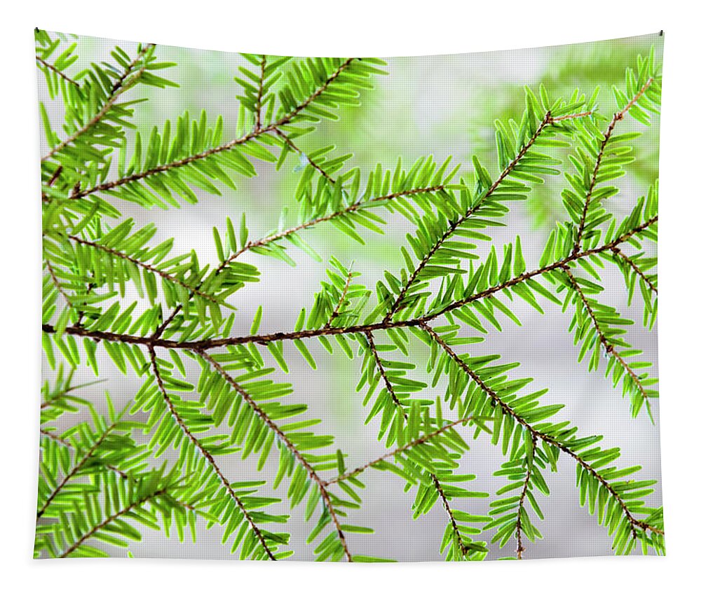 Tree Tapestry featuring the photograph Evergreen Abstract by Christina Rollo