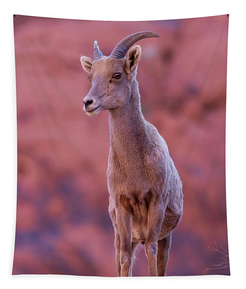 Nevada Tapestry featuring the photograph Ewe on a Pedestal by James Marvin Phelps
