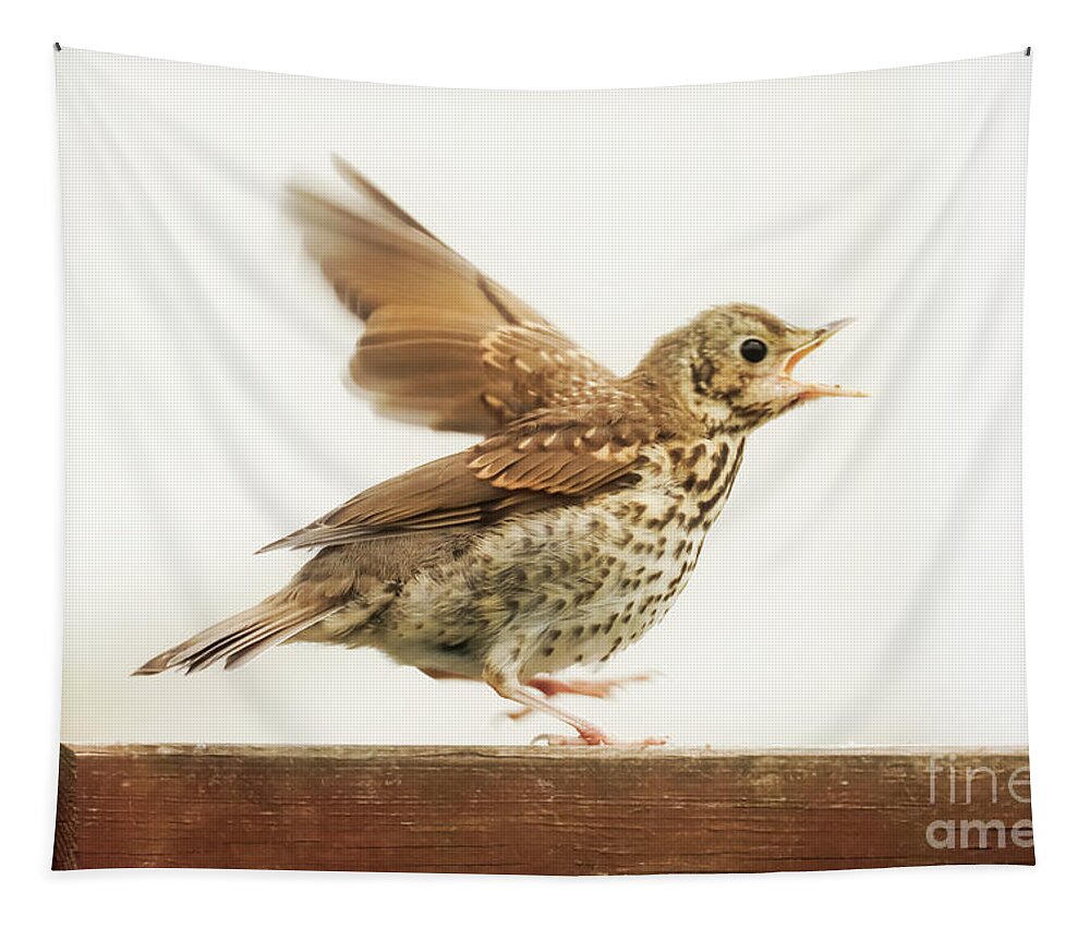 Song Thrush Tapestry featuring the photograph Excited Thrush by Terri Waters