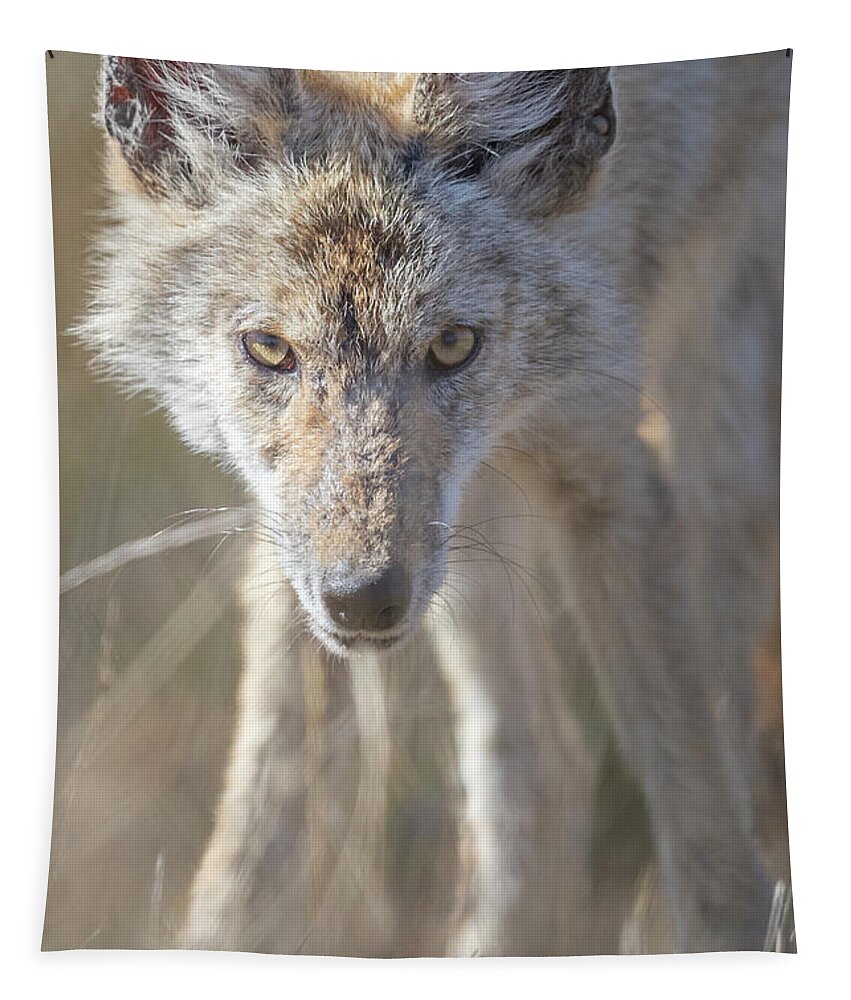 Coyote Tapestry featuring the photograph Eyes Of A Predator by Everet Regal