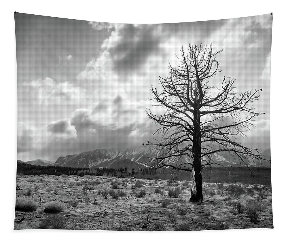 The Sierra Nevada Tapestry featuring the photograph Faithfully Standing by American Landscapes