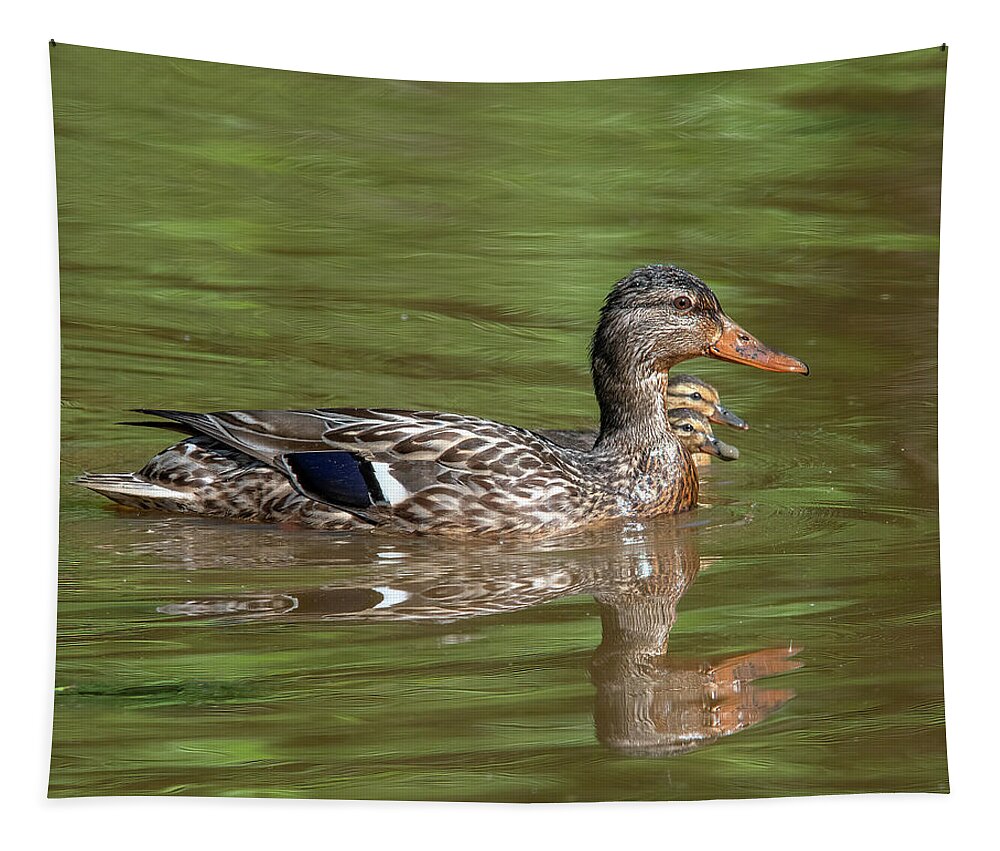 Nature Tapestry featuring the photograph Family of Mallard Ducks DWF0241 by Gerry Gantt