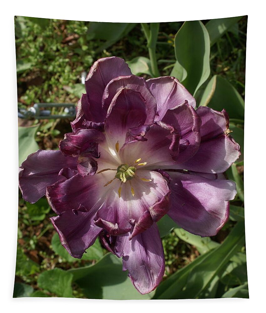  Tapestry featuring the photograph Fancy Tulip by Heather E Harman