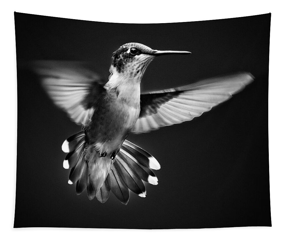 Hummingbird Tapestry featuring the photograph Fantail Hummingbird by Christina Rollo