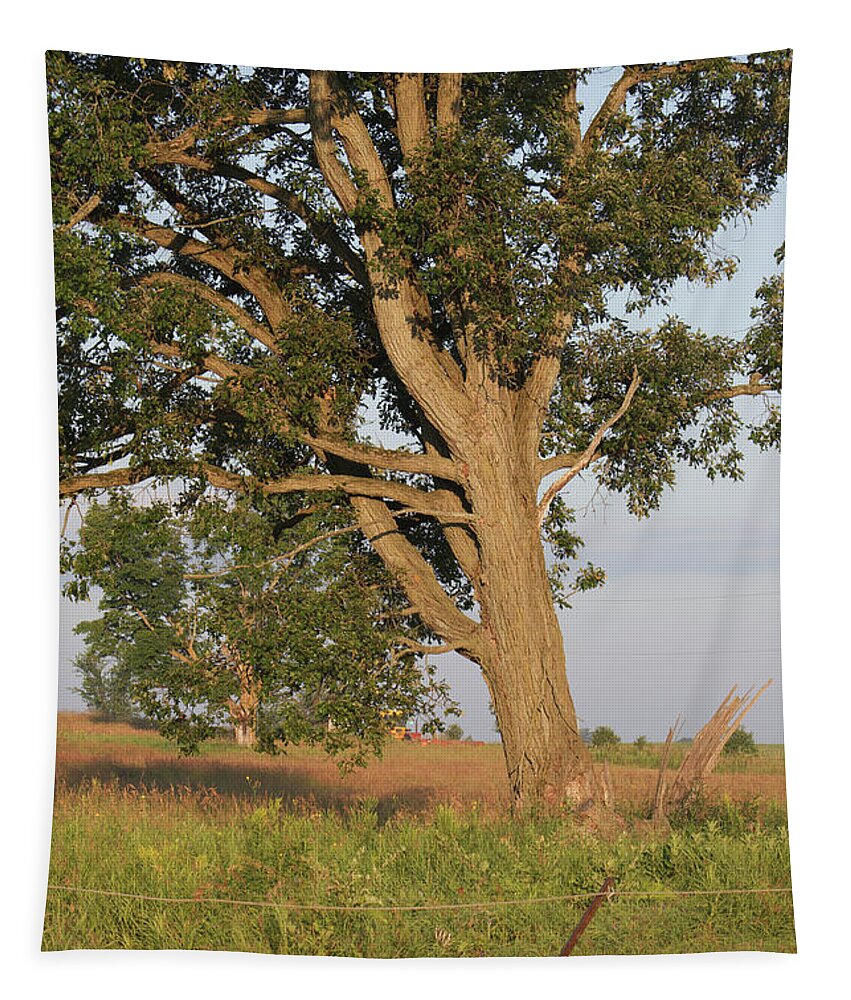 Fram Tapestry featuring the photograph Farm Tree by Marc Champagne