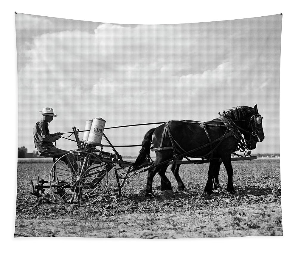 1 Person Tapestry featuring the photograph Farmer Fertilizing Corn by Underwood Archives  Arthur Rothstein