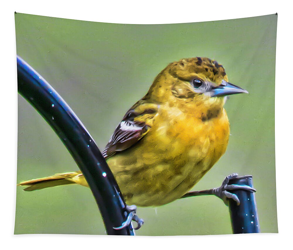 Baltimore Oriole Tapestry featuring the photograph Female Baltimore Oriole 2 by Joe Granita
