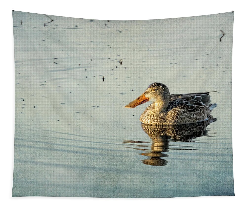 Northern Shoveler Tapestry featuring the photograph Female Northern Shoveler Duck Facing the Light by Belinda Greb