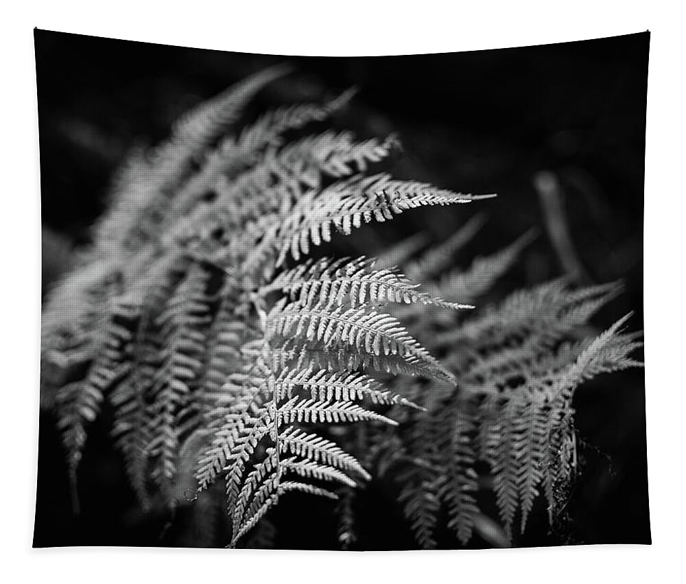 Fern Tapestry featuring the photograph Fern Art by Martin Vorel Minimalist Photography