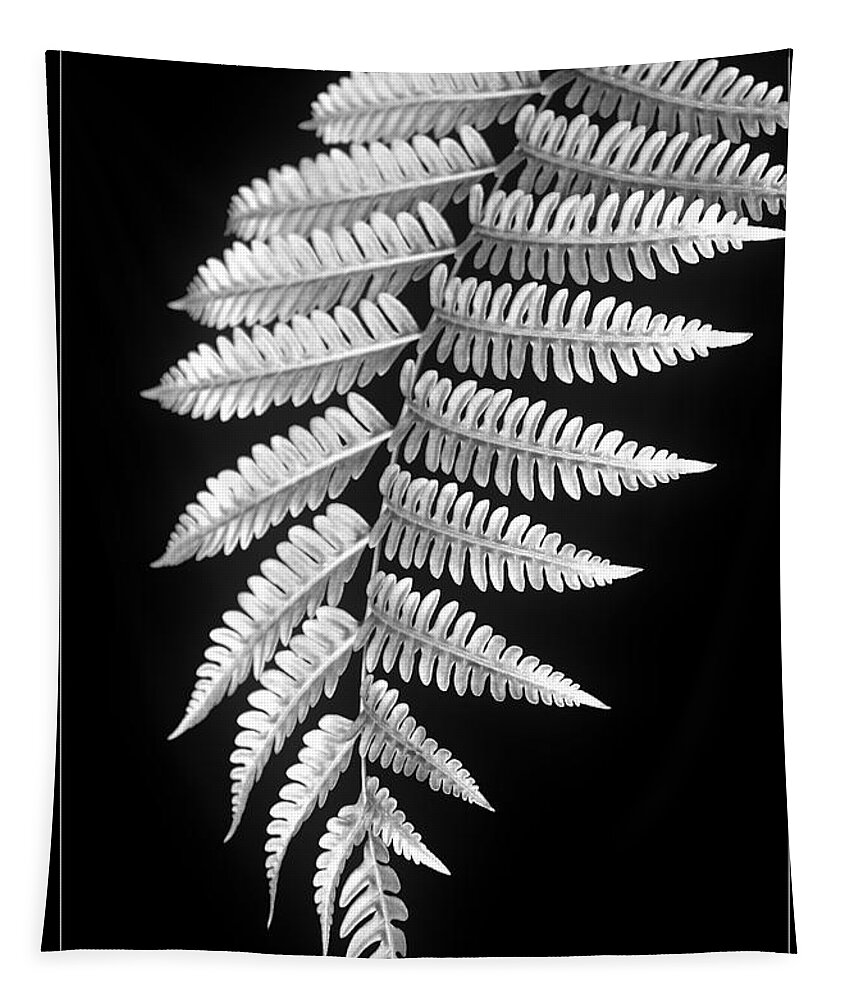 Australia; Floral Tapestry featuring the photograph Fern Dance by Holly Kempe