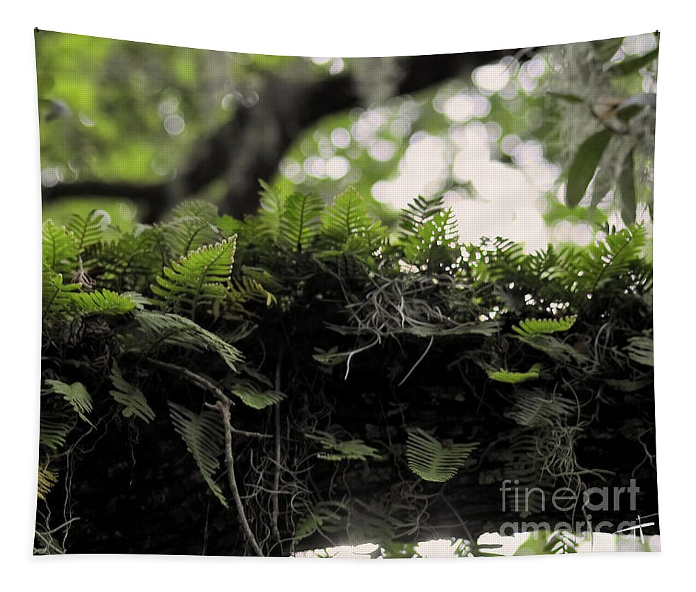 Savannah Tapestry featuring the photograph Ferns Above Ya by Theresa Fairchild