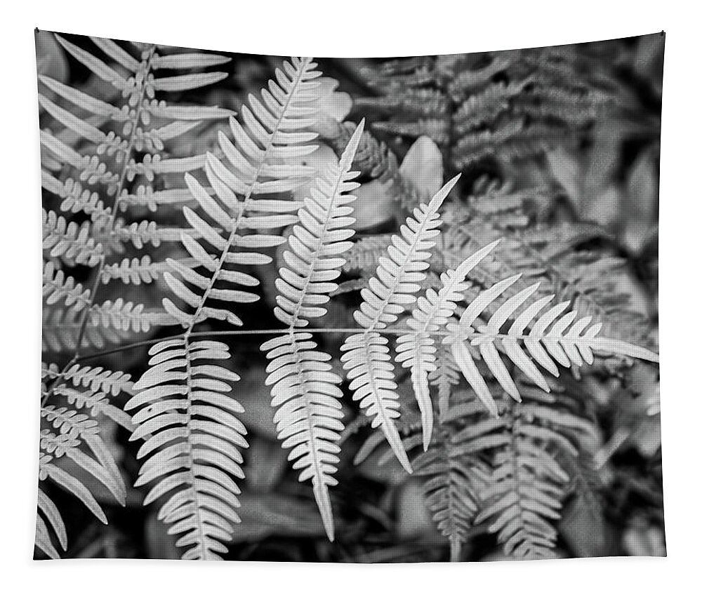 Fern Tapestry featuring the photograph Ferns in Black and White by Bob Decker